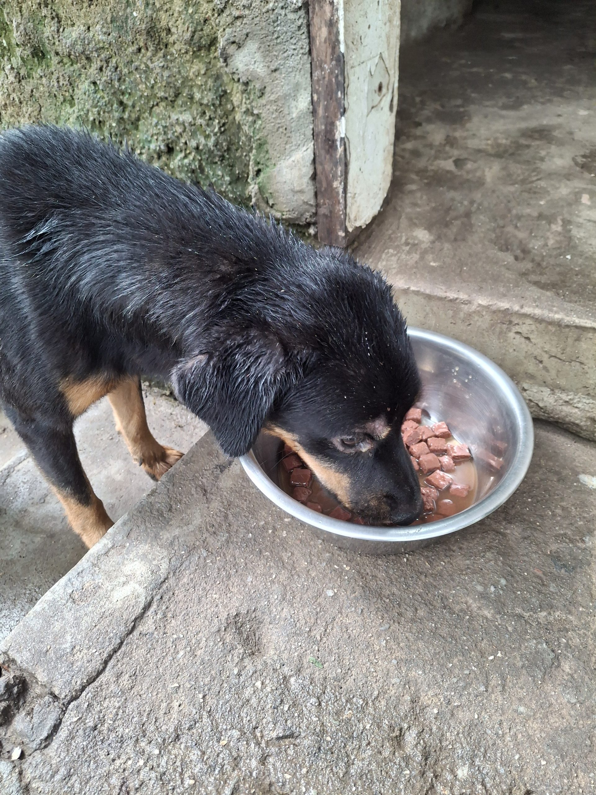 Donation of items for animal care